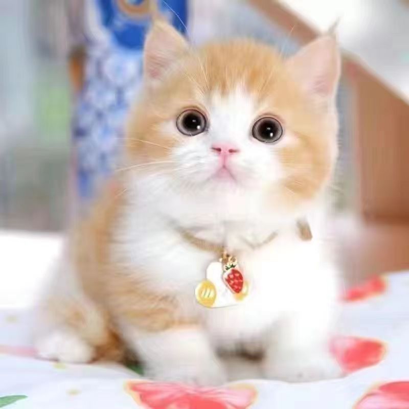 活物中华田园猫猫咪幼崽小奶猫橘猫橘白狸猫黑猫猫咪真猫宠物猫咪
